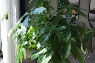 發財樹最愛「2種水」，定期澆灌，做好3點，葉片油綠長勢旺