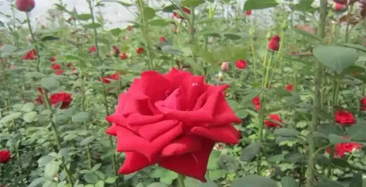 玫瑰花怎麼種？