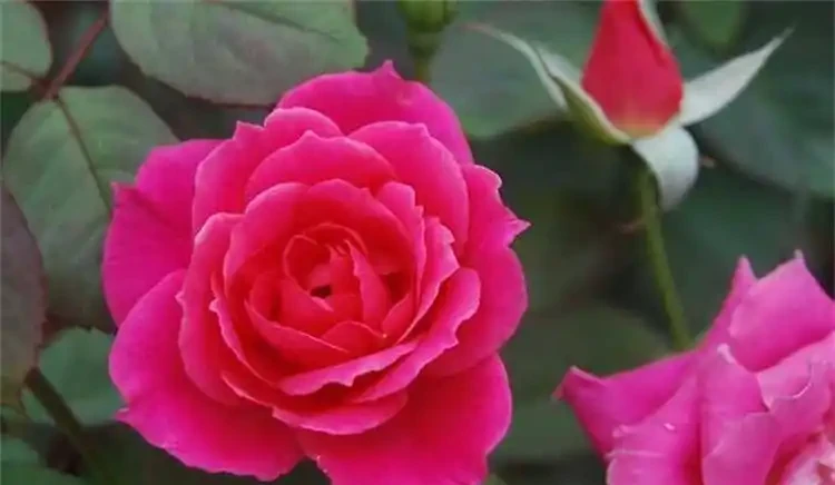 玫瑰花怎麼種？
