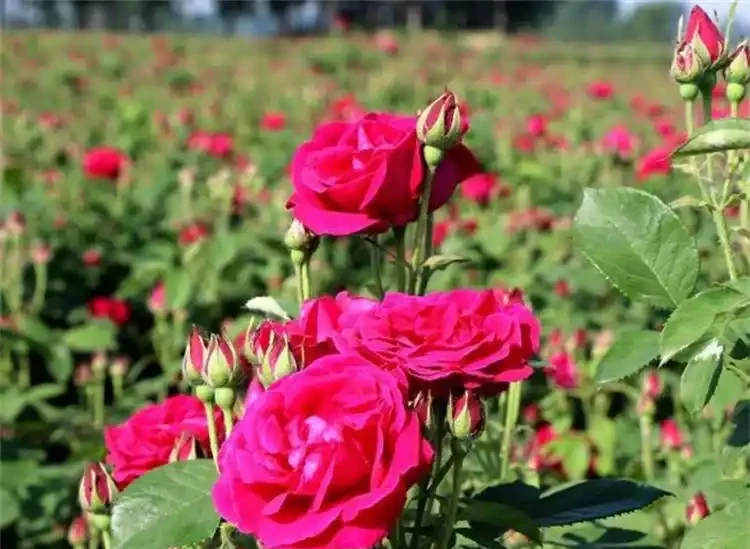 玫瑰花怎麼種？