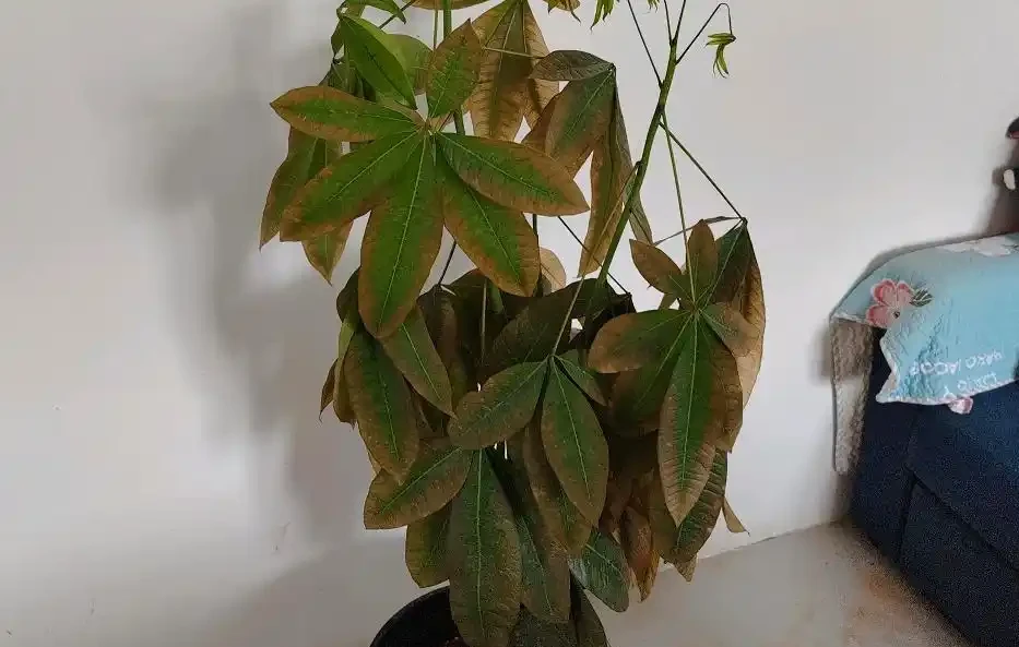 發財樹葉片易發黃?「對症」解決這5個問題,植株越長枝葉越旺