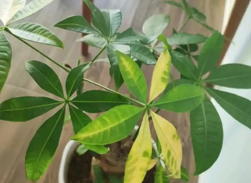發財樹葉片易發黃?「對症」解決這5個問題,植株越長枝葉越旺