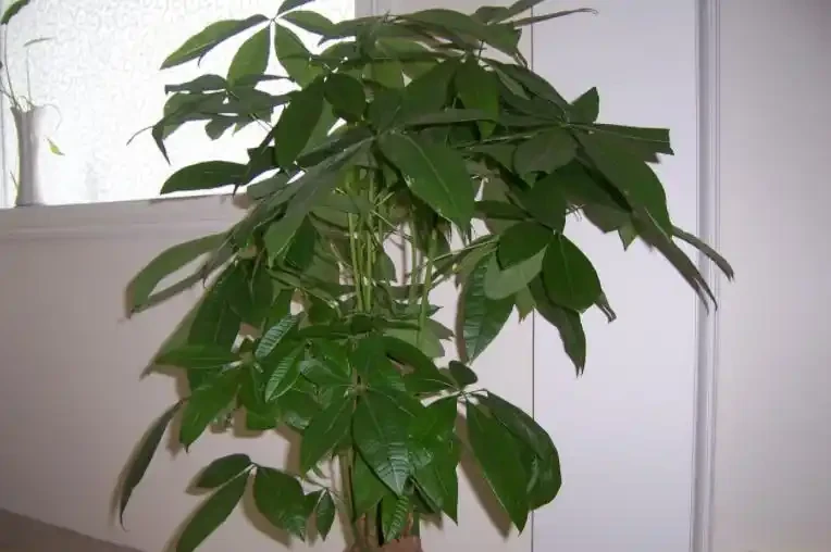 發財樹葉片易發黃?「對症」解決這5個問題,植株越長枝葉越旺