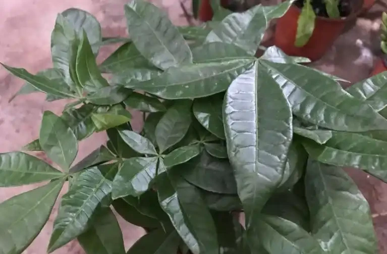 發財樹葉片易發黃?「對症」解決這5個問題,植株越長枝葉越旺