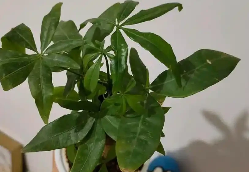 發財樹葉片易發黃?「對症」解決這5個問題,植株越長枝葉越旺