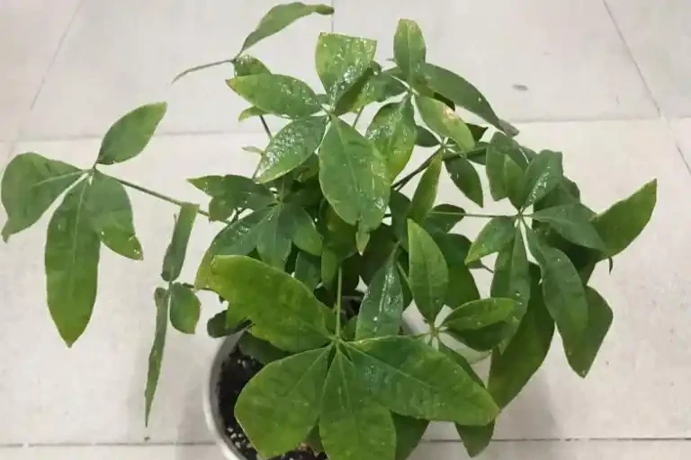 發財樹葉片易發黃?「對症」解決這5個問題,植株越長枝葉越旺