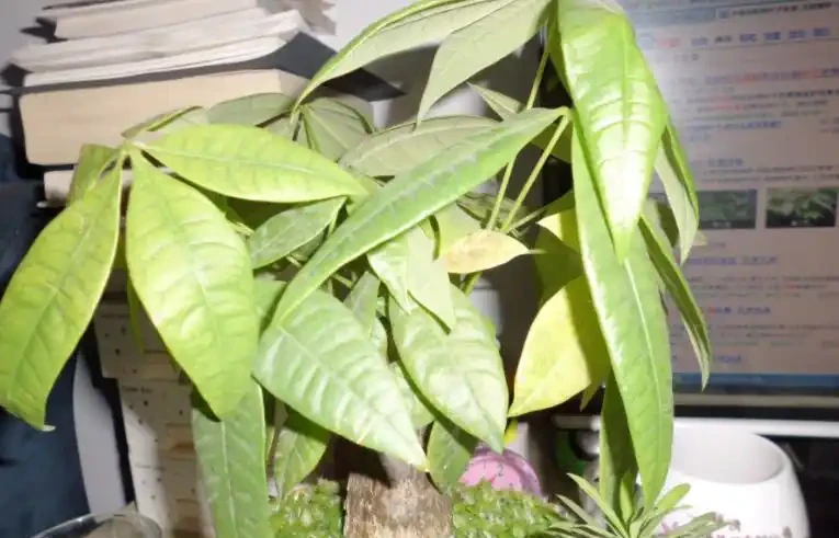 發財樹葉片易發黃?「對症」解決這5個問題,植株越長枝葉越旺