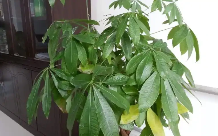 發財樹葉片易發黃?「對症」解決這5個問題,植株越長枝葉越旺
