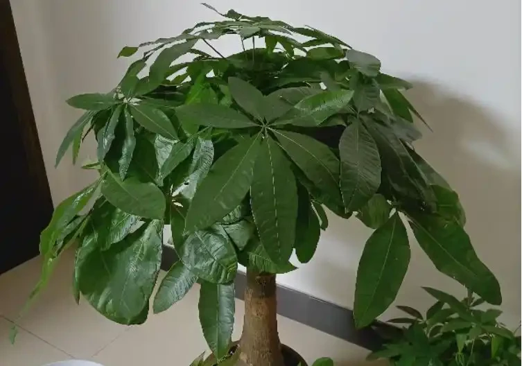 發財樹葉片易發黃?「對症」解決這5個問題,植株越長枝葉越旺