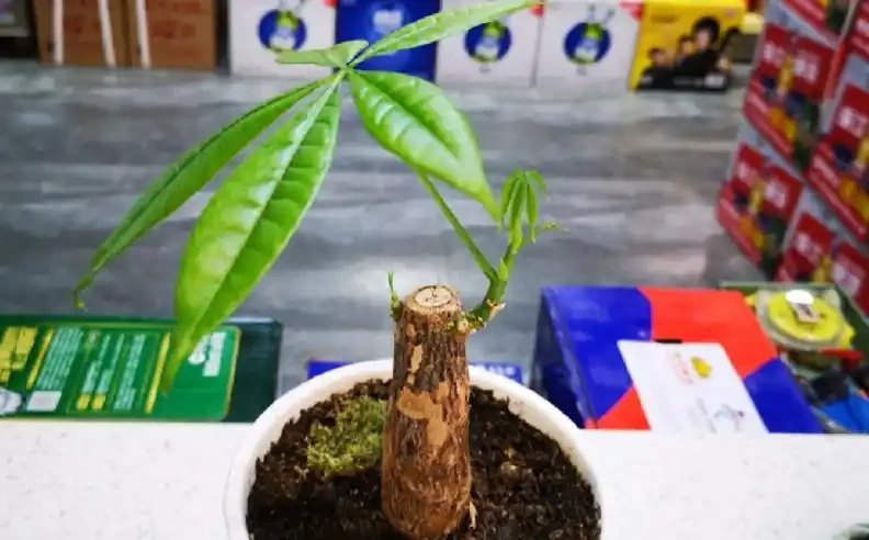 發財樹葉片易發黃?「對症」解決這5個問題,植株越長枝葉越旺