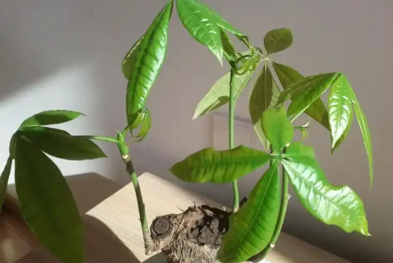 發財樹葉片易發黃?「對症」解決這5個問題,植株越長枝葉越旺