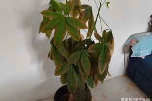 發財樹葉片易發黃？「對症」解決這5個問題，植株越長枝葉越旺
