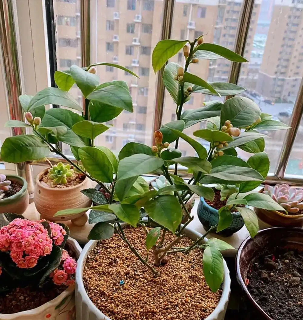 老人說,臥室不要亂養花,養了「晦氣花」身體差,趕緊搬出去