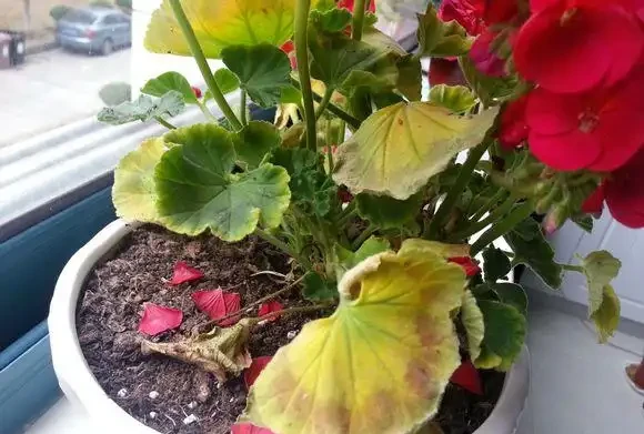 老人說,臥室不要亂養花,養了「晦氣花」身體差,趕緊搬出去