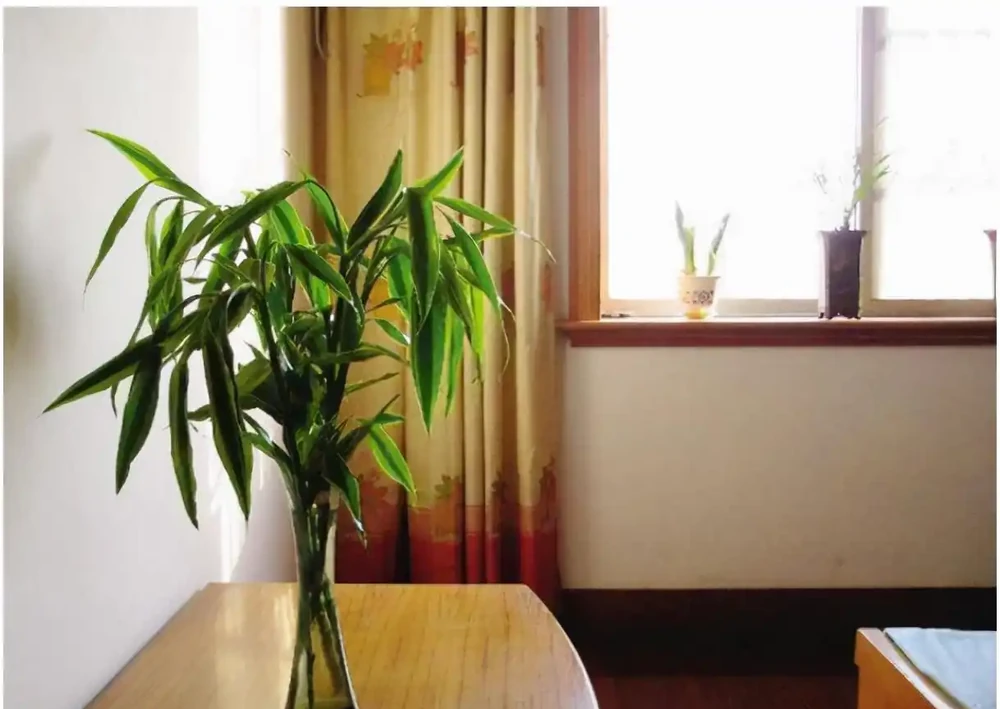 老人說,臥室不要亂養花,養了「晦氣花」身體差,趕緊搬出去