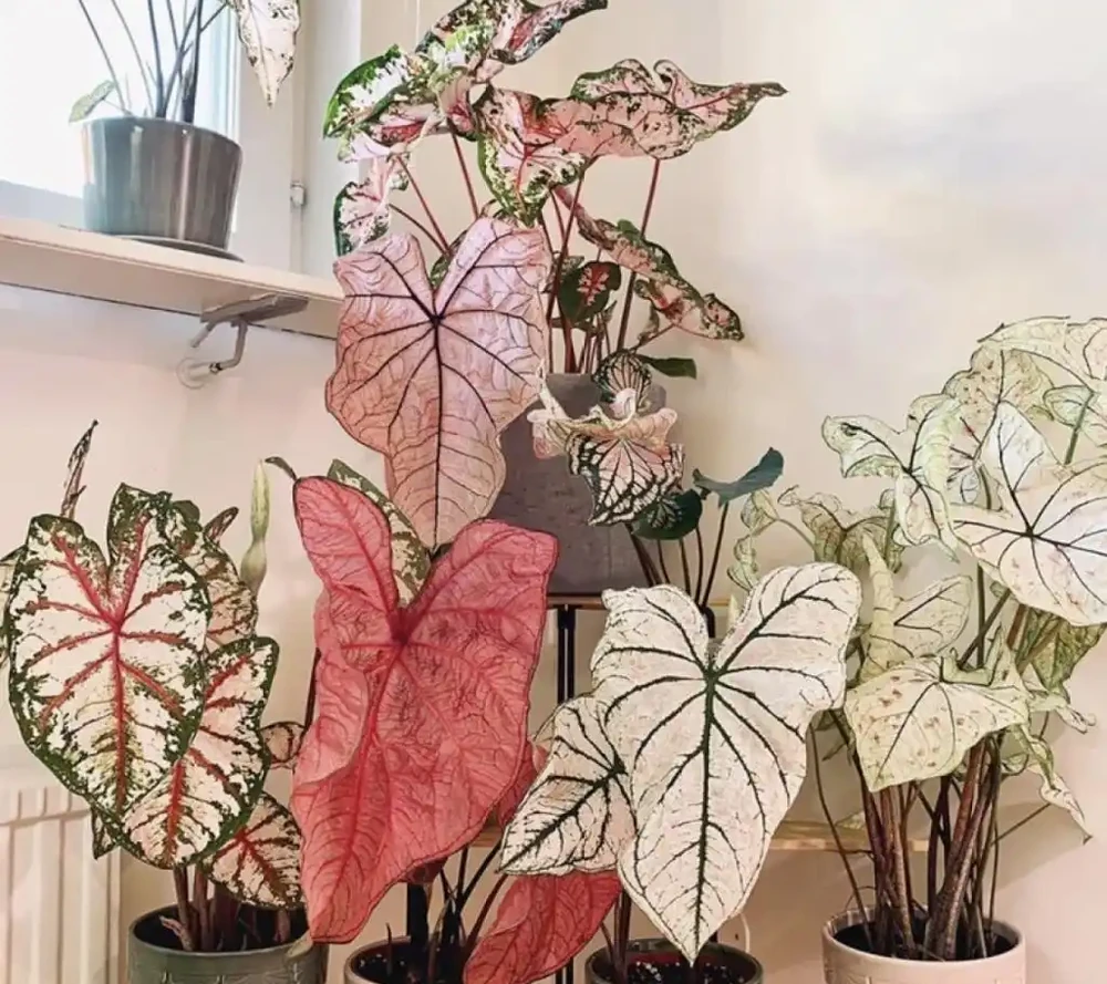 老人說,臥室不要亂養花,養了「晦氣花」身體差,趕緊搬出去