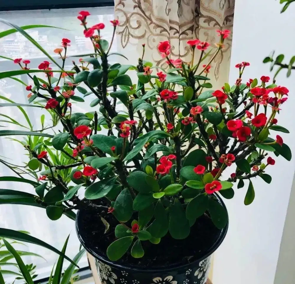 老人說,臥室不要亂養花,養了「晦氣花」身體差,趕緊搬出去