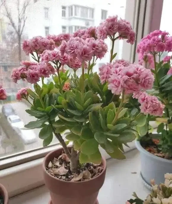 8種花,堪稱「死不了」,輕鬆養成大花樹,不僅高檔,還價值高