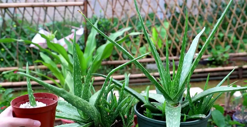 8種花,堪稱「死不了」,輕鬆養成大花樹,不僅高檔,還價值高