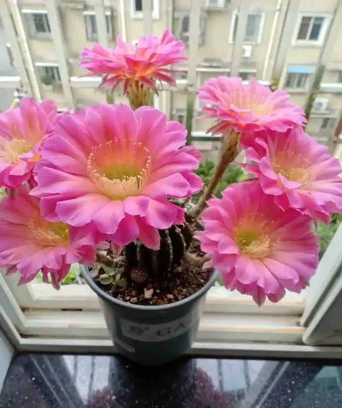 8種花,堪稱「死不了」,輕鬆養成大花樹,不僅高檔,還價值高
