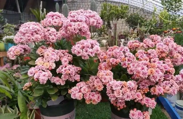 8種花,堪稱「死不了」,輕鬆養成大花樹,不僅高檔,還價值高