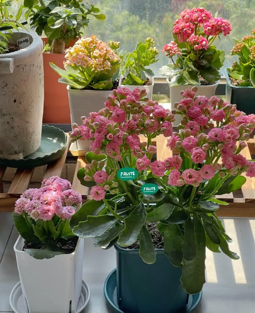 8種花,堪稱「死不了」,輕鬆養成大花樹,不僅高檔,還價值高