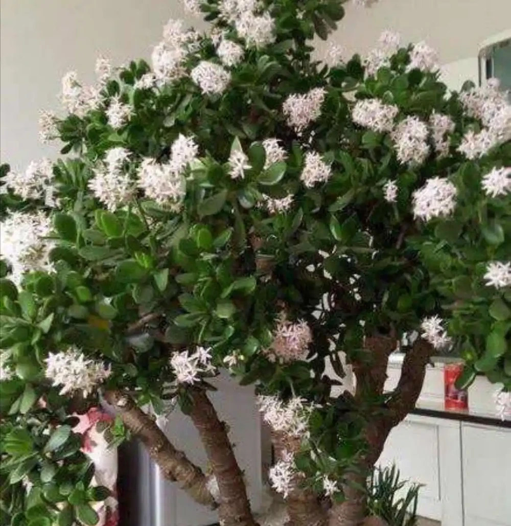 8種花,堪稱「死不了」,輕鬆養成大花樹,不僅高檔,還價值高