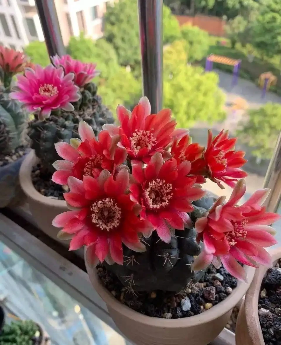 8種花,堪稱「死不了」,輕鬆養成大花樹,不僅高檔,還價值高