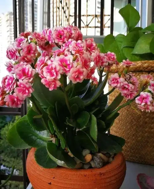 8種花,堪稱「死不了」,輕鬆養成大花樹,不僅高檔,還價值高