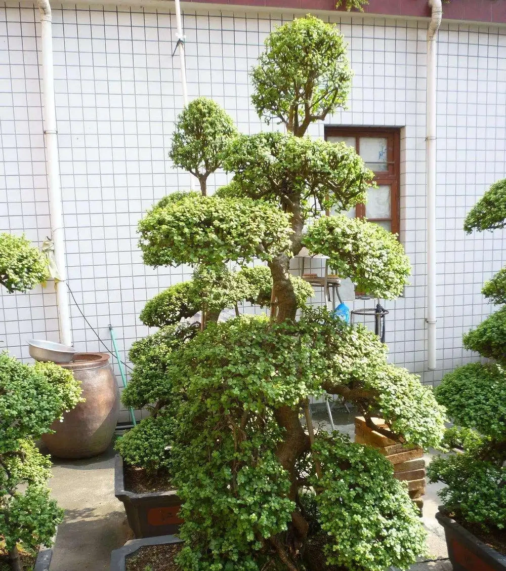 8種花,堪稱「死不了」,輕鬆養成大花樹,不僅高檔,還價值高