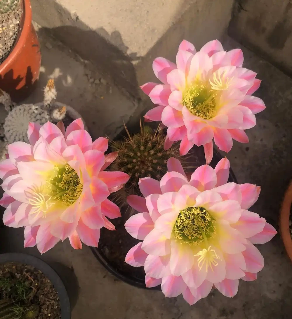 8種花,堪稱「死不了」,輕鬆養成大花樹,不僅高檔,還價值高