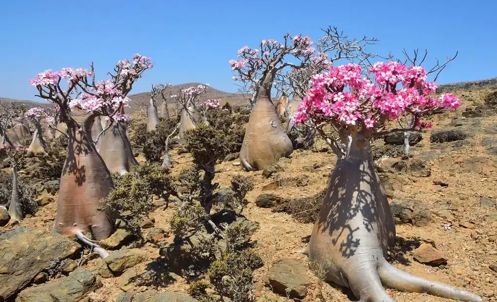 8種花,堪稱「死不了」,輕鬆養成大花樹,不僅高檔,還價值高