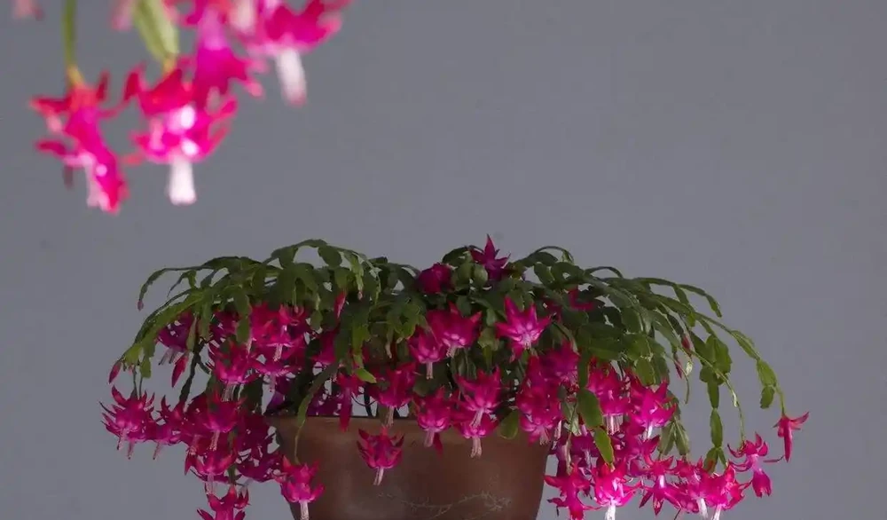 8種花,堪稱「死不了」,輕鬆養成大花樹,不僅高檔,還價值高
