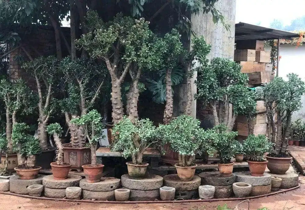 8種花,堪稱「死不了」,輕鬆養成大花樹,不僅高檔,還價值高