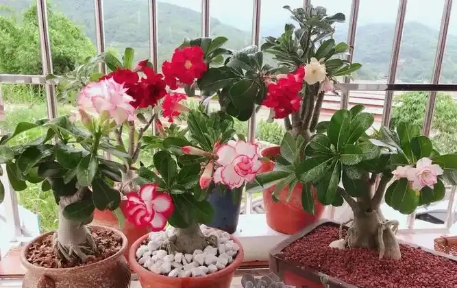 8種花,堪稱「死不了」,輕鬆養成大花樹,不僅高檔,還價值高