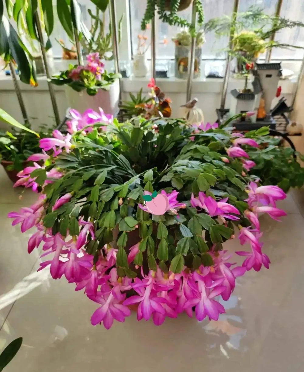 8種花,堪稱「死不了」,輕鬆養成大花樹,不僅高檔,還價值高