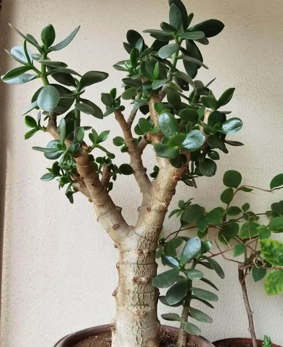 8種花,堪稱「死不了」,輕鬆養成大花樹,不僅高檔,還價值高