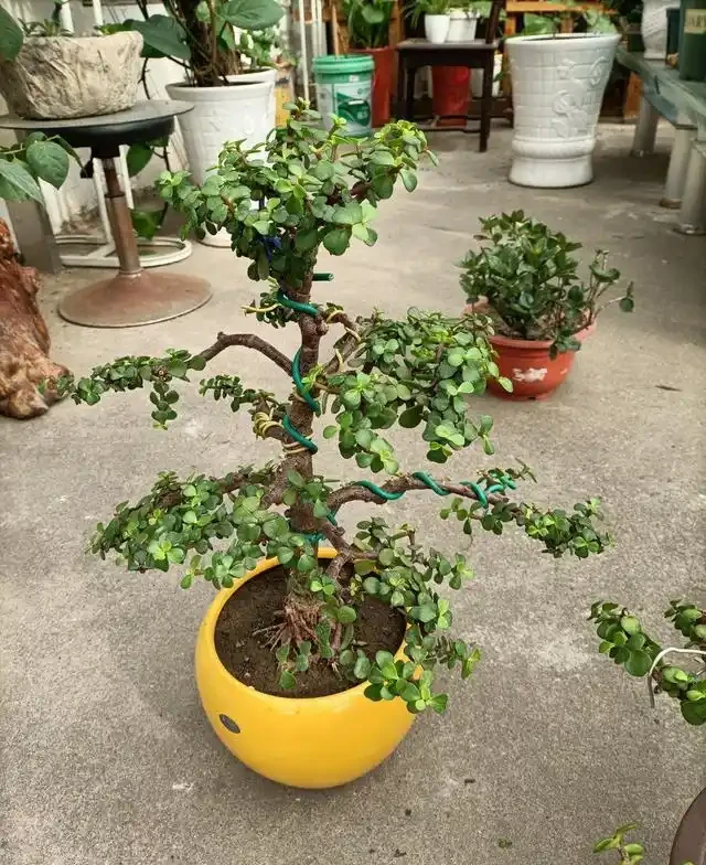 8種花,堪稱「死不了」,輕鬆養成大花樹,不僅高檔,還價值高