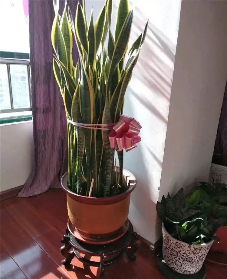 8種花,堪稱「死不了」,輕鬆養成大花樹,不僅高檔,還價值高