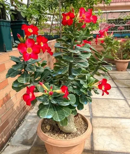 8種花,堪稱「死不了」,輕鬆養成大花樹,不僅高檔,還價值高