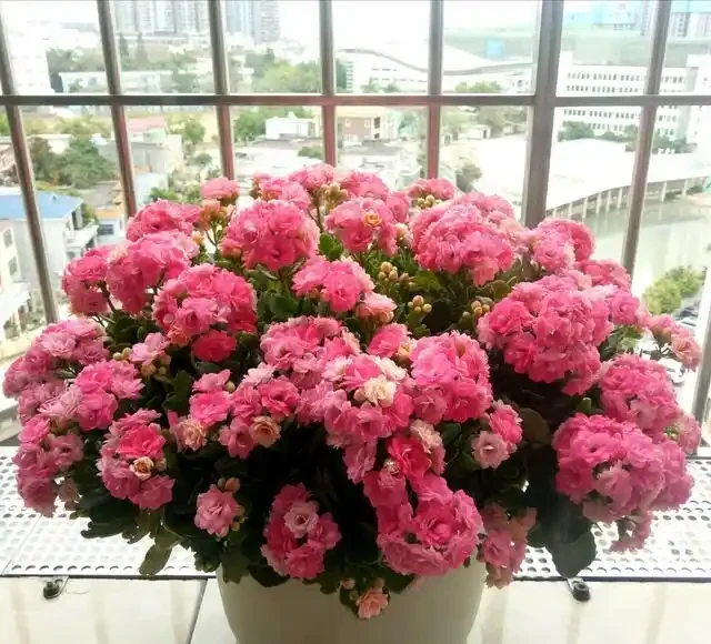 8種花,堪稱「死不了」,輕鬆養成大花樹,不僅高檔,還價值高