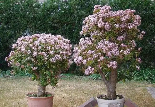 8種花,堪稱「死不了」,輕鬆養成大花樹,不僅高檔,還價值高