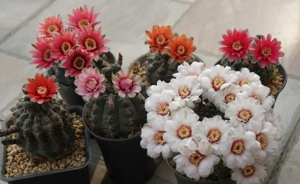 8種花,堪稱「死不了」,輕鬆養成大花樹,不僅高檔,還價值高