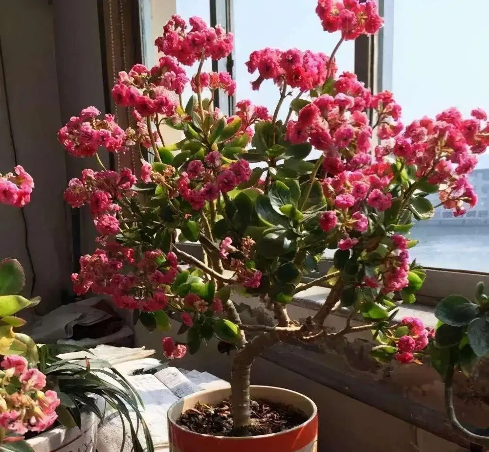 8種花,堪稱「死不了」,輕鬆養成大花樹,不僅高檔,還價值高
