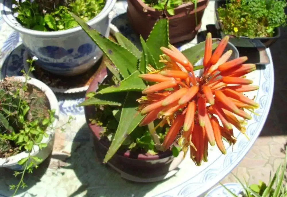 8種花,堪稱「死不了」,輕鬆養成大花樹,不僅高檔,還價值高