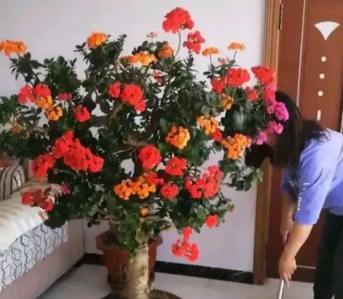 8種花,堪稱「死不了」,輕鬆養成大花樹,不僅高檔,還價值高