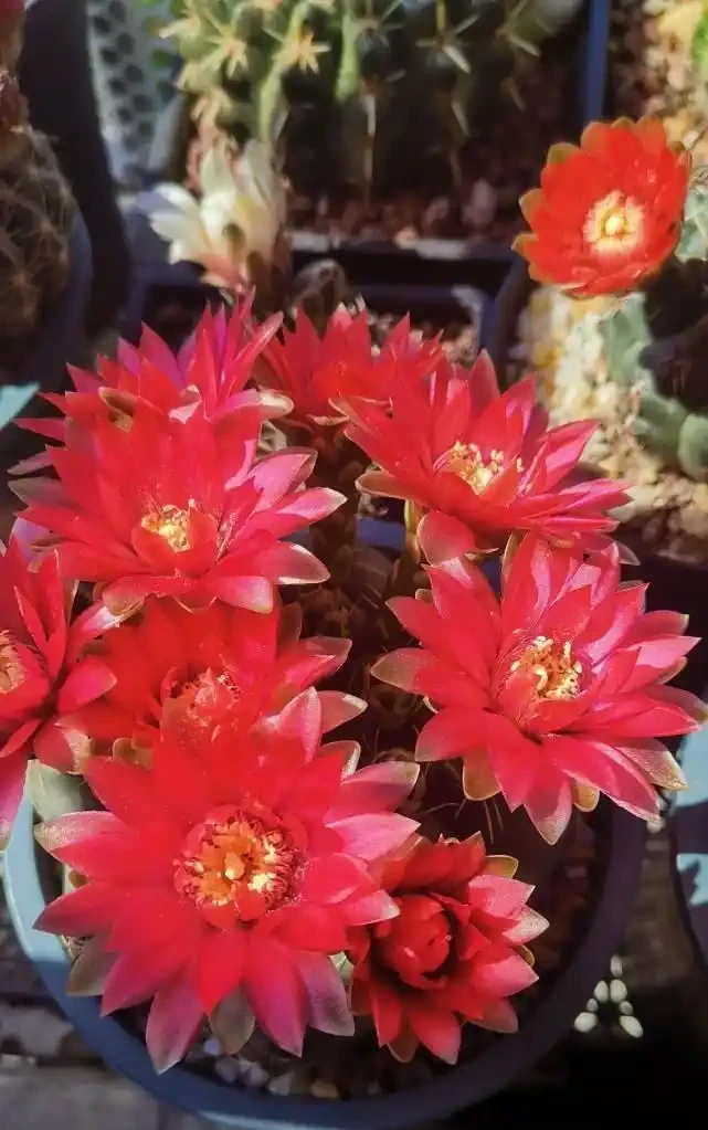 8種花,堪稱「死不了」,輕鬆養成大花樹,不僅高檔,還價值高
