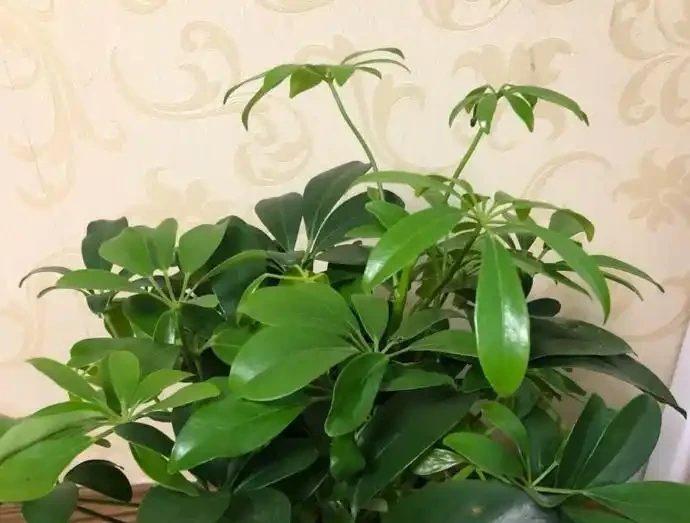 屋裡擺一盆這「吉祥樹」,養人旺家,十個有九個富,且特養眼