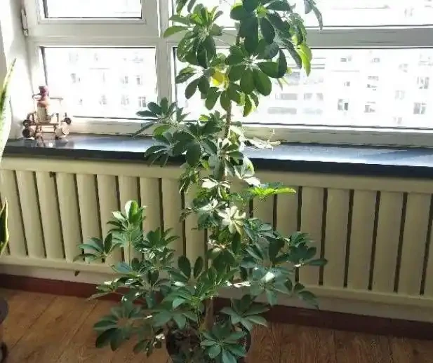 屋裡擺一盆這「吉祥樹」,養人旺家,十個有九個富,且特養眼