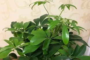 屋裡擺一盆這「吉祥樹」，養人旺家，十個有九個富，且特養眼